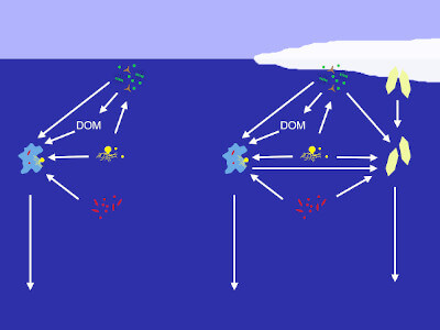 PROMIS_overview